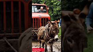 Donkey Pulls a Truck Out of the Mud #donkeypower #animalstrength #viralshorts #wildlifeshorts