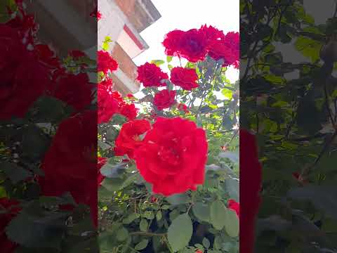 #Red Roses,  #kırmızı güller, # mis kokular, #keşfet, #short