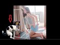The funniest animals 2023  😂 Fun with cats and dogs 😺🐶 Part 001