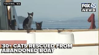 30+ Cats Rescued From Abandoned Sailboat in Tacoma, More May Remain