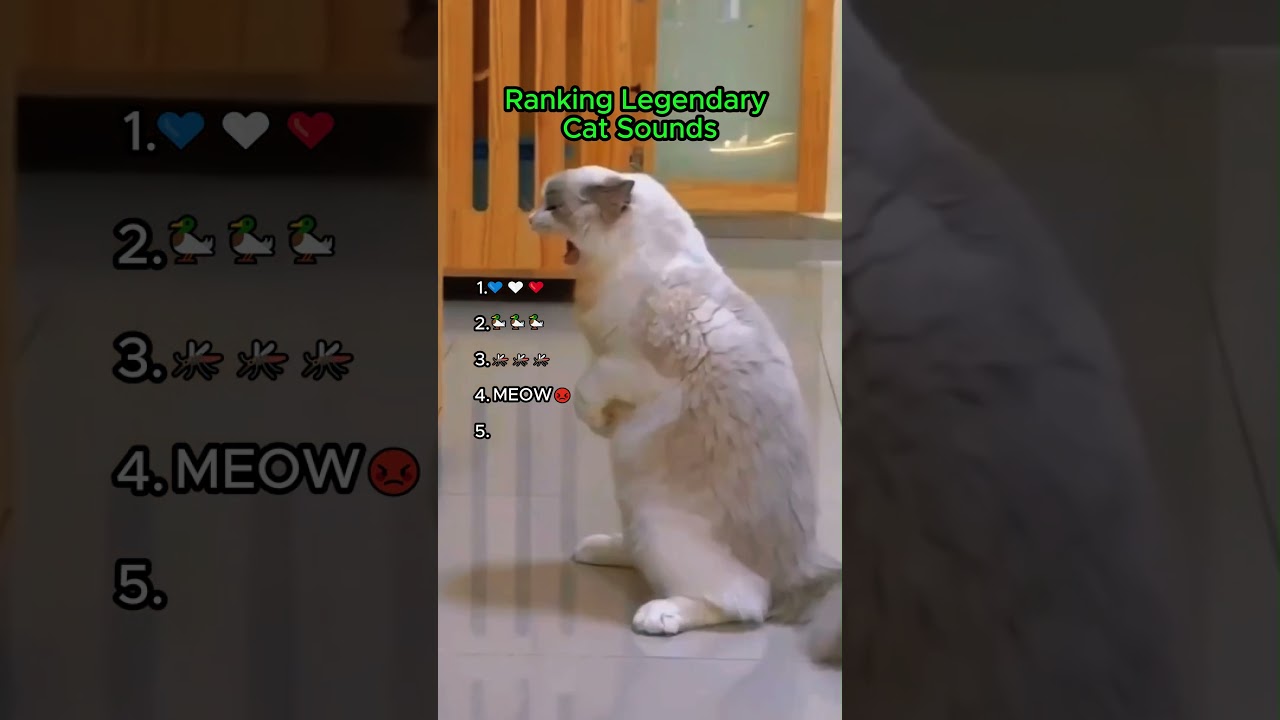 Why do cats make these sounds?😂🐱