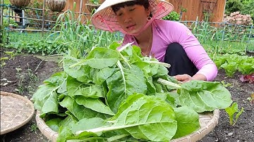 THU HOẠCH CỦ CẢI ĐỎ,CẢI MỸ,CẢI CẦU VÒNG ,CẢI HOA HỒNG, CẢI CÚC,