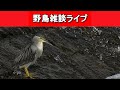 【野鳥】作業しながら野鳥の雑談。イーパよ、そんな器用なことできるのか?