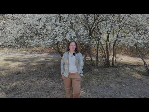 Chickasaw Plum (Prunus angustifolia) - The Giving Tree