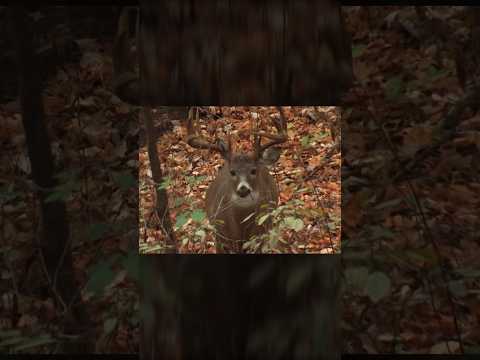 In a staring contest with a booner! 🦌 #deerhunting