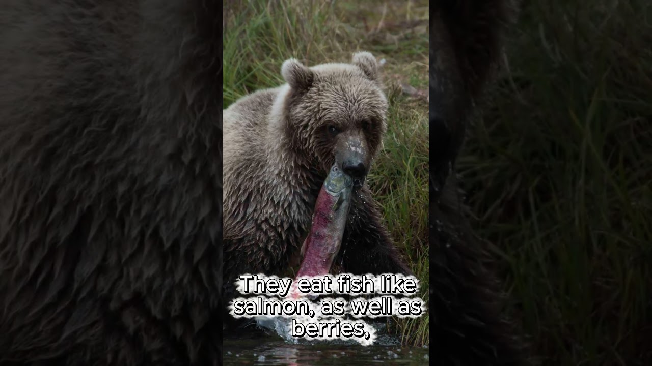 Meet The Grizzly Bear! Species In 60!