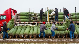 Inside a Massive Modern Pine Processing Factory | Resin, Pine Nuts & Tree Harvesting
