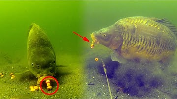 Best carp underwater fishing compilation