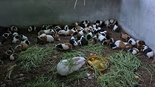 Baby Rabbits Live With A Group Of Guinea Pigs| Nong Trai Pet