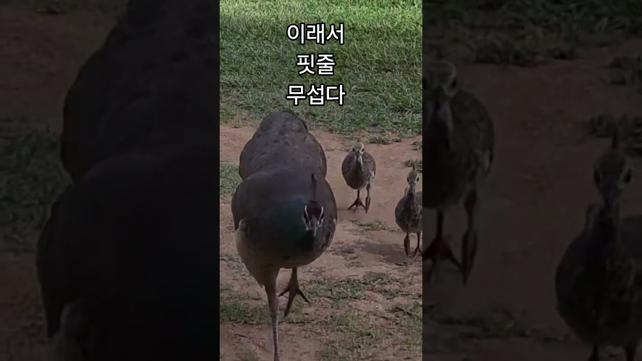 핏줄은 핏줄이야