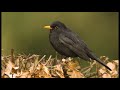 Zang van de Merel / BlackBird singing April 2021, Westerwolde, Groningen