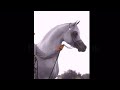 In My Mind [ equestrian Arabian horse music video ]