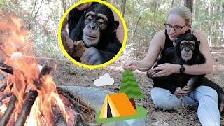 TAKING A BABY CHIMPANZEE CAMPING!!