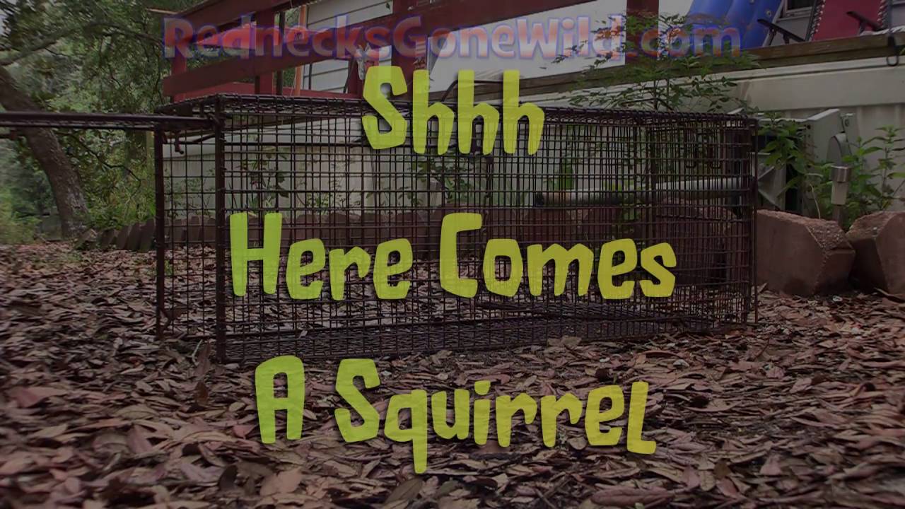 Trapping and Relocating Squirrels YouTube