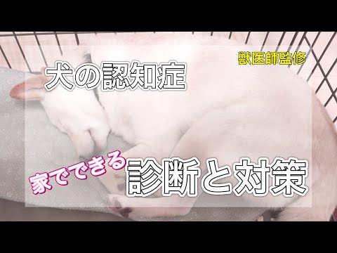 犬の脳の秘密：知能の真実と人間との違いを解き明かす