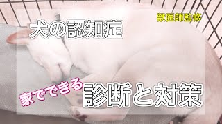 【犬の認知症】家でチェックできる５つのポイントと対策について