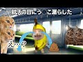 就職面接の当日にう◯こ漏らしてしまった話 #猫ミーム #猫マニ #社畜