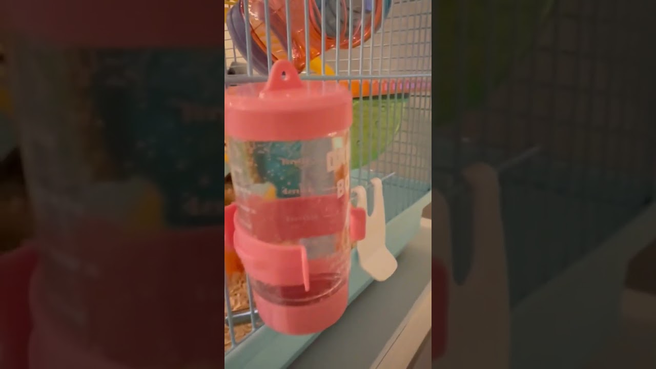 Polpetta il criceto 🐹🐹🐹