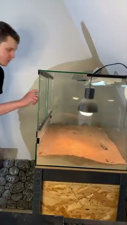 Убираю террариум Перри - YouTube