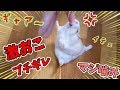 なついてたハムスターが突然ブチギレ･マジ噛み!!飼い主絶叫～ 指が･･･　I was seriously bitten by my hamster and my finger bled