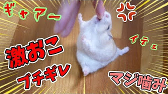 Hqdefault Jpg Sqp Oaymwexcnacelwbsfryq4qpawkiaruaaihcgae Rs Aon4cldnqukubnbmr Eiduw9s7h V9r5wg