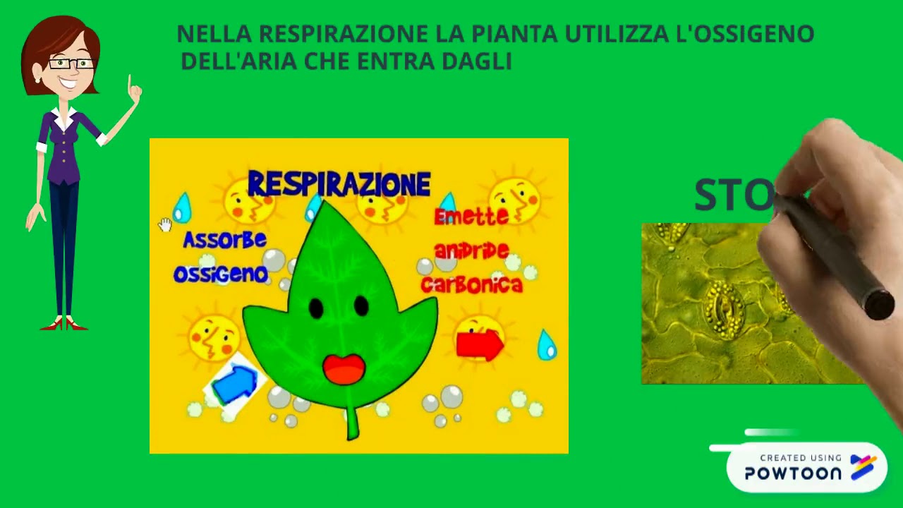 respirazione delle piante piante