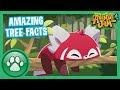 Appondale Theater Presents Tree Talk: Amazing Tree Facts | Animal Jam