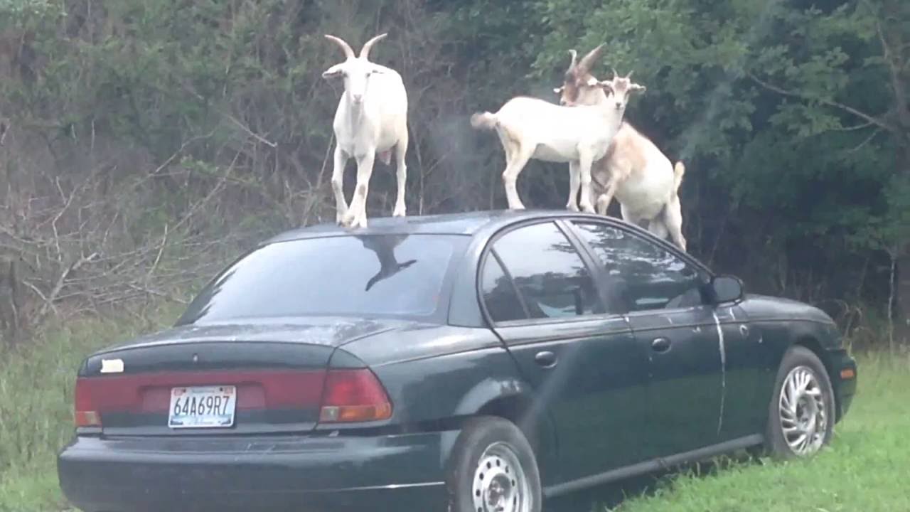 Goats on a car YouTube