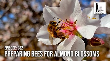 Prepping for Bees Pollinating Flowers: Almond Blossom Season in Australia | The Bush Bee Man