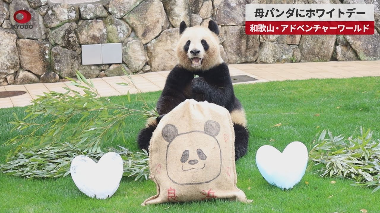 速報動画 母パンダにホワイトデー 和歌山 アドベンチャーワールド 山陰中央新報デジタル