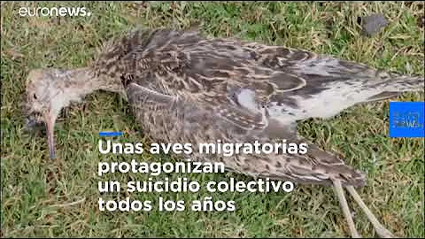 ¿Qué ave se suicida?