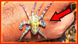 TOP 10 des Animaux les Plus Dangereux d'Australie