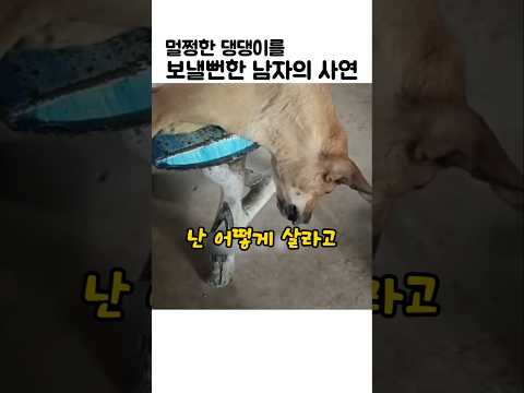 멀쩡한 댕댕이를 보낼뻔한 남자의 사연 #강아지구조 thumbnail