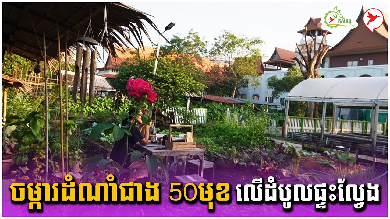 ចម្ការដំណាំជាង 50មុខ លើដំបូលផ្ទះល្វែង | កម្មវិធីកសិកម្ម