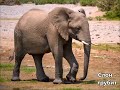 Как говорят животные?  Слон трубит, сорока стрекочет.  Видео со звуками животных