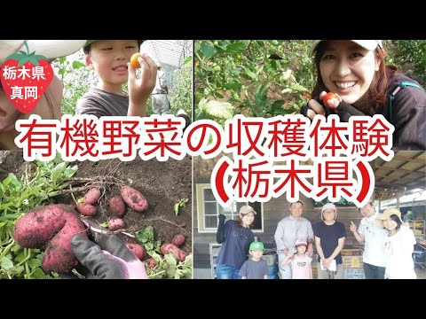 【栃木県】有機野菜の収穫体験してきたよ/まんまる農園