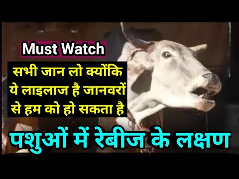 वीडियो: पागल गाय फिर से