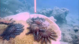 Fighting the crownofthorns foe | Great Barrier Reef Marine Park Authority