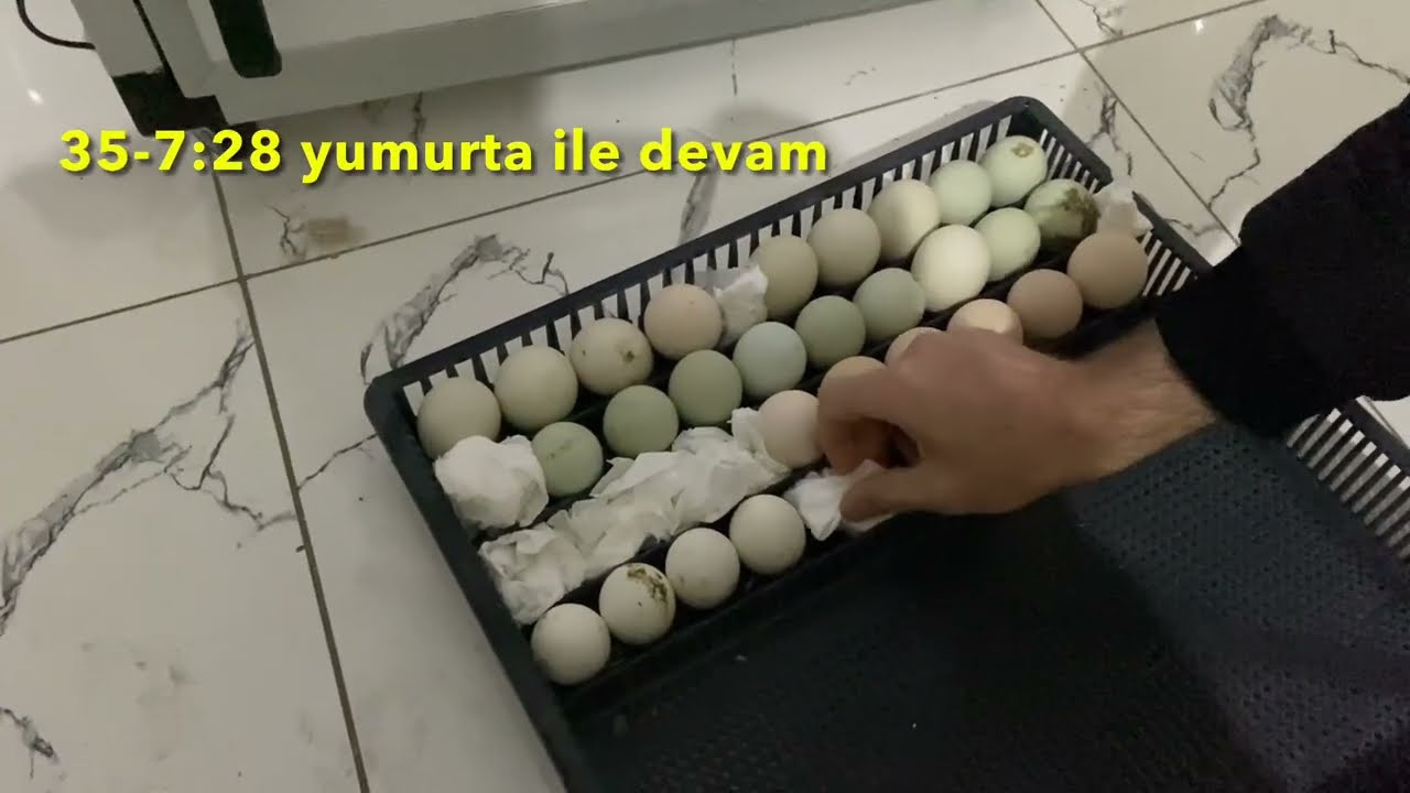 21 Günlük Kuluçka Süresi~Çıkımlar Güzel~Nem Oranını Çözdük~2 Civciv Gazi