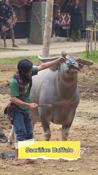 The Biggest Buffalo Sacrific3 in Traditional Culture Of Toraja