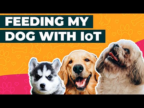 I automated feeding my Dog with Internet of Things (IoT)!