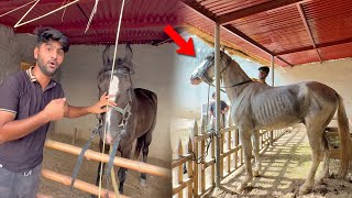 Ek Or Horse Aya Or Chla Bhi Giya