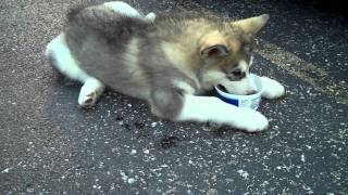 Video 176