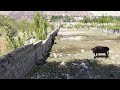 Gahkuch mohal Hafizabad my own land #viralshortvideo #viralvideo #