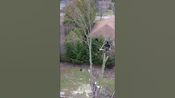 Drone #tree #chainsaw #stihl #husqvarna #arborist #climbing #treeservice #treeremoval #trees