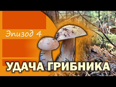 Удача грибника. Эпизод 4 #mushroom #asmr