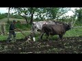 Arando el campo veracruzano