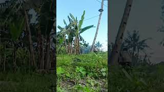 tebang pohon kelapa#skills jawara#chainsaw #shorts #indonesia