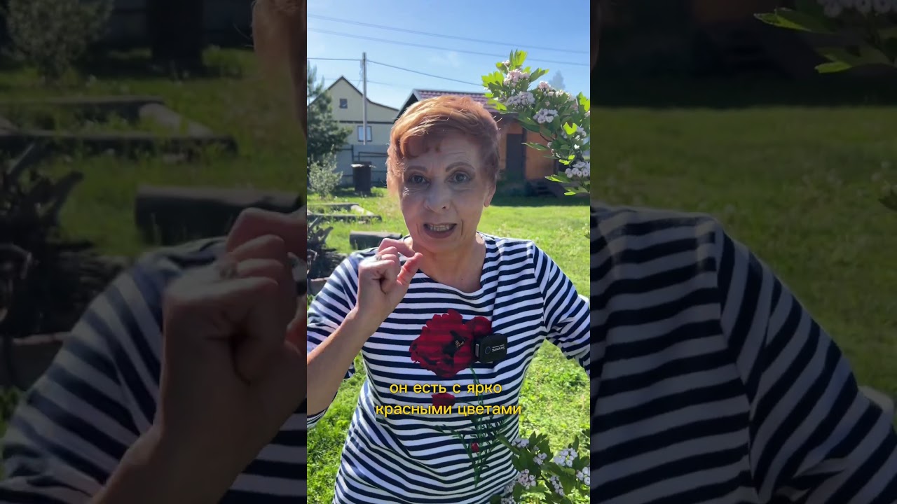 ОБЗОР декоративного БОЯРЫШНИКА!