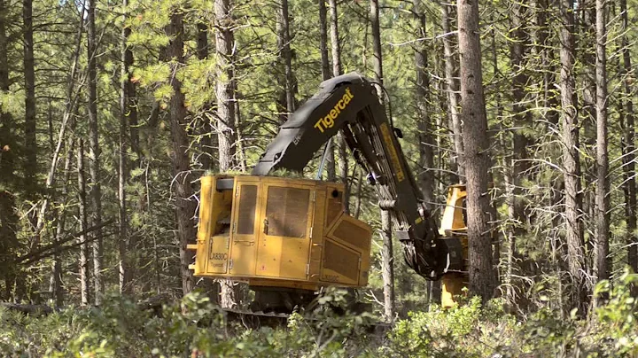 Forest Harvest Methods: Restoration Thinning - DayDayNews